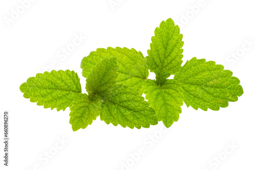 mint isolated