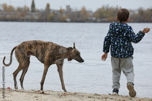 Child walkng with dog outdoor. Big cute greyhound dog walking with baby boy photo