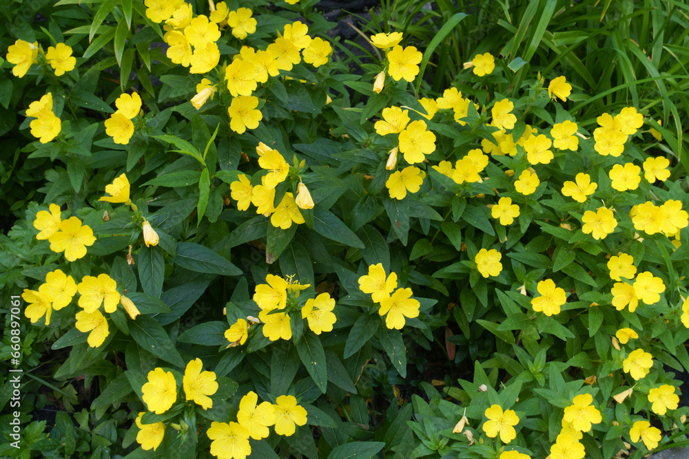 Many bright yellow flowers of evening primrose in June Many bright yellow flowers of evening primrose in June