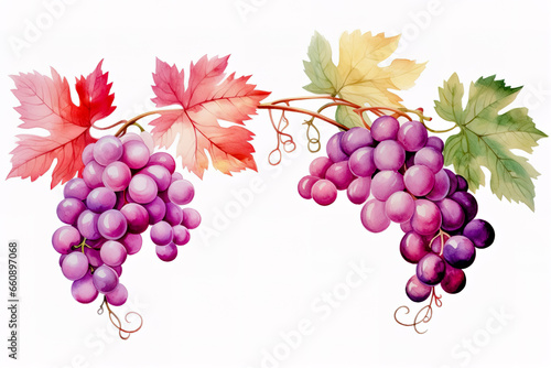 Set of grapes and vine leaves watercolor illustration. White, red and pink grapes.