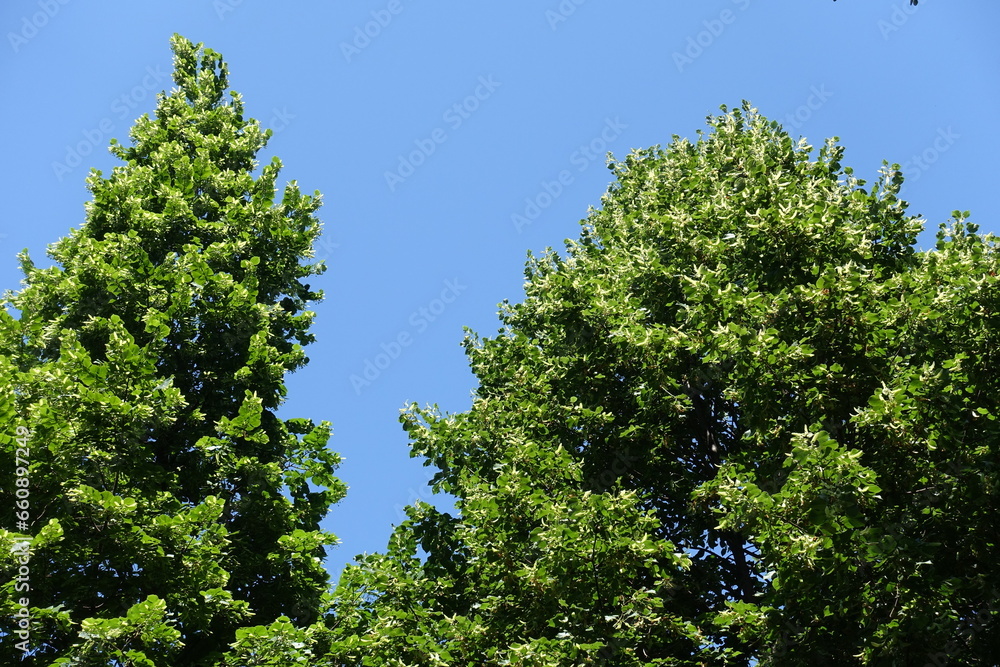 Canopies of blossoming linden trees against blue sky in June Canopies of blossoming linden trees against blue sky in June