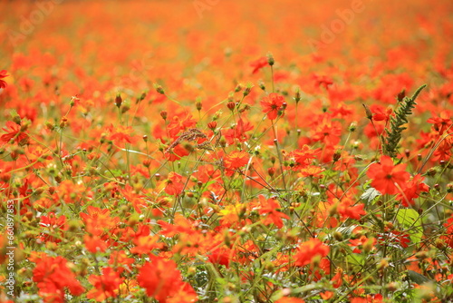 花のテクスチャー
