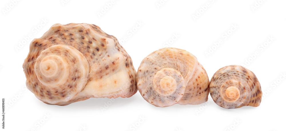 Beautiful seashells isolated on white. Beach objects