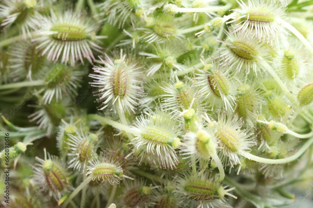 Macro photo of beautiful Astrodaucus plant on blurred background Macro photo of beautiful Astrodaucus plant on blurred background