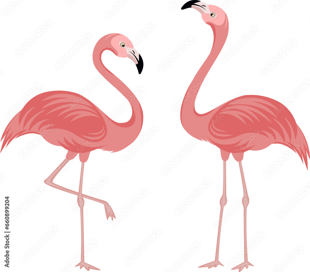 Fototapeta premium Vector illustration of two flamingos, pink birds with long legs and necks, associated with tropical climates.