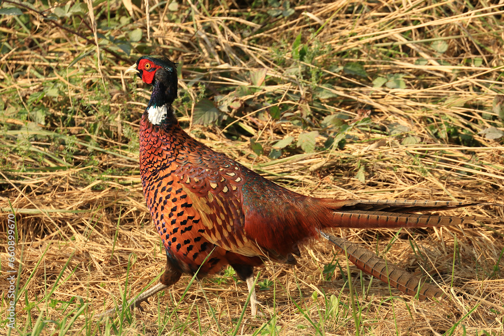 Fototapeta premium Common pheasant (Phasianus colchicus) on meadow