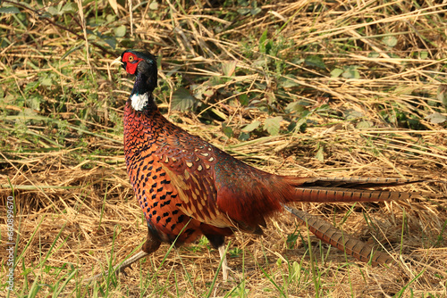 Wallpaper Mural Common pheasant (Phasianus colchicus) on meadow Torontodigital.ca