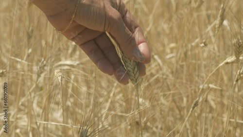 Woman hand touching golden ripe ear of wheat ready to harvest