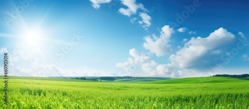 Vibrant sunlight over lush meadow With copyspace for text