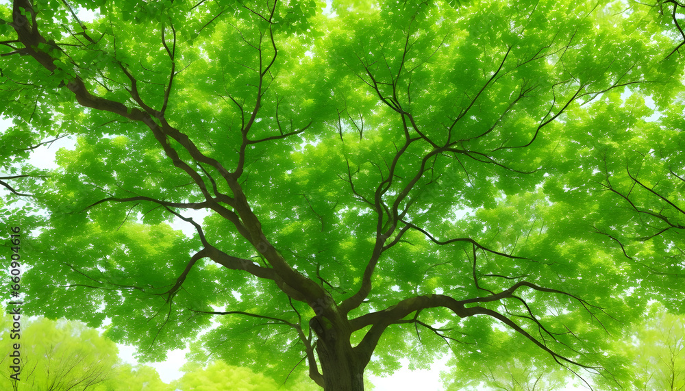 Obraz premium green leaves and sun