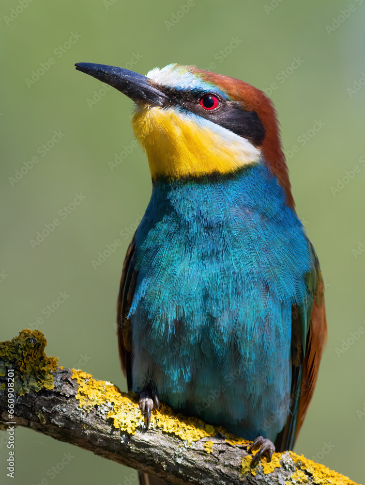 European bee-eater, merops apiaster. A bird sits on a beautiful branch on a blurry background