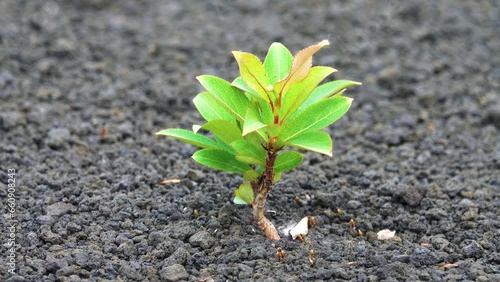 Pioneer plants. The first dwarf willow (Salix sp.) grew on volcanic slag 12 years after the volcanic eruption. Kamchatka photo