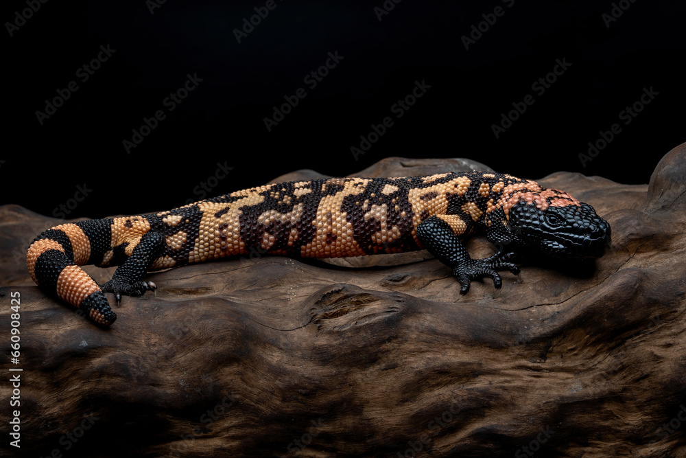 Gila Monster (Heloderma suspectum) is a species of venomous lizard native to United States and Mexico. Gila Monster (Heloderma suspectum) is a species of venomous lizard native to United States and Mexico.