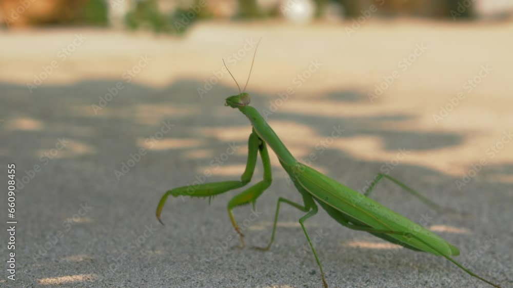 Predatory Mantis Religiosa Standing on Concrete. Deadly Mantis Approaching Slowly. Predatory Mantis Religiosa Standing on Concrete. Deadly Mantis Approaching Slowly.