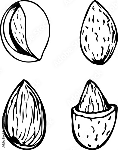 Hand drawn vector line set of almonds.