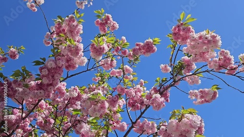 Beautiful japanese cherry (sakura) blossom in sunny spring day on blue sky background