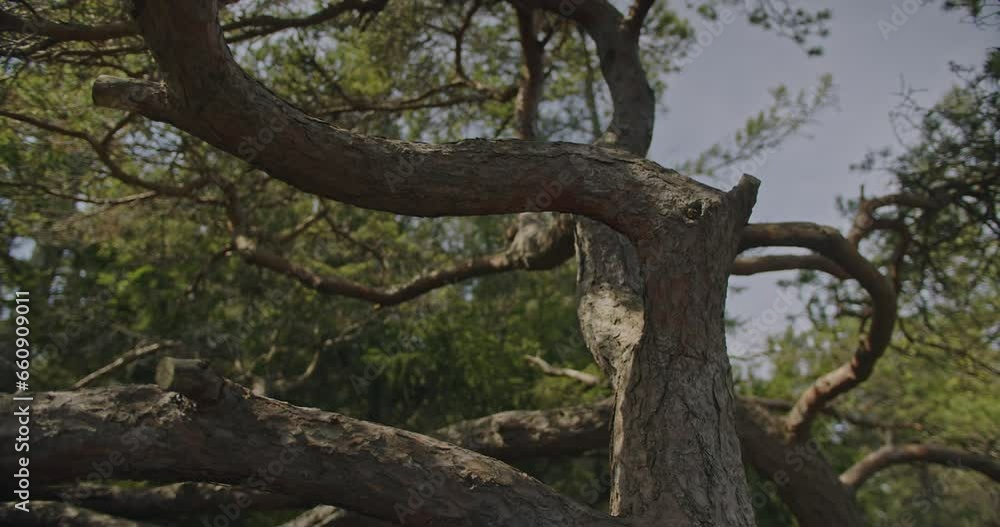 An immersive shot through the twisted branches of an old pine tree, revealing nature's intricate beauty. Concept of a green planet and a clean environment. An immersive shot through the twisted branches of an old pine tree, revealing nature's intricate beauty. Concept of a green planet and a clean environment.