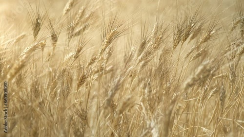 Ripe ears of wheat ready to harvest