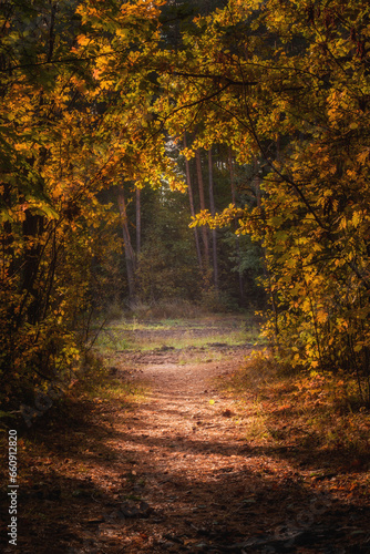 vibrant colors of October. The exit from the colorful autumn forest in the form of the end of a tunnel is illuminated by sunlight through the yellow-orange leaves of the trees. natural frame