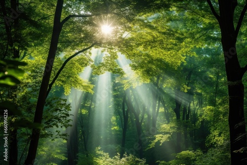 Photo of Sunlight filtering through a forest canopy © Nijieimu