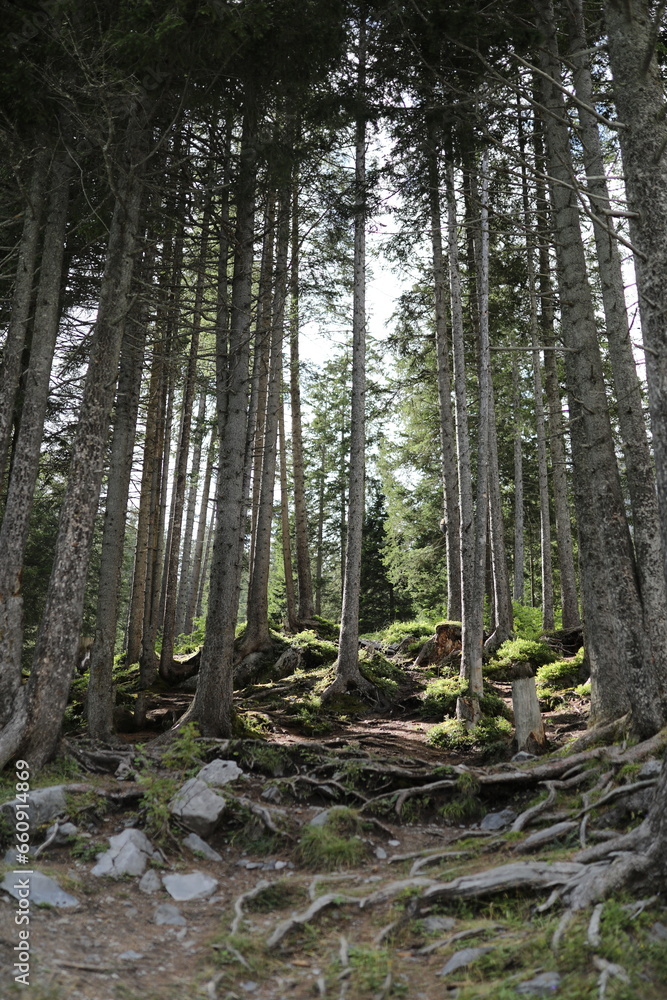 Fototapeta premium Ein Traum von Wald