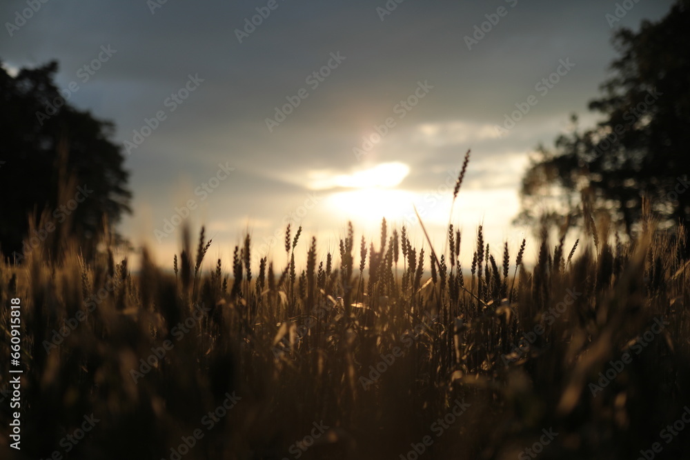 Weizenfeld im Abendlicht