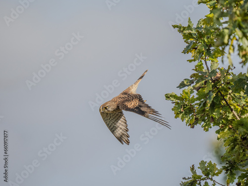 Kestrel In Flight in Surrey