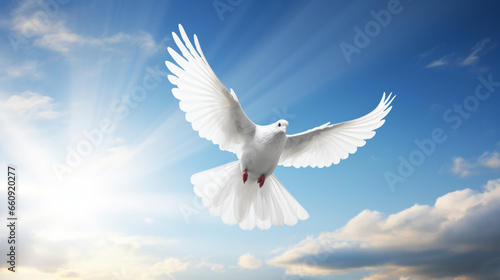 Flying white dove