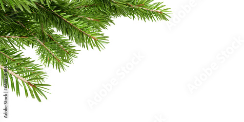 Christmas pine branch isolated on white