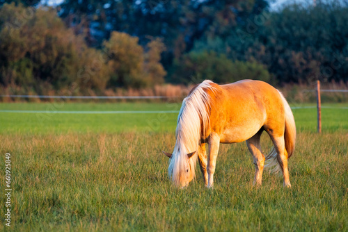 horse in the field