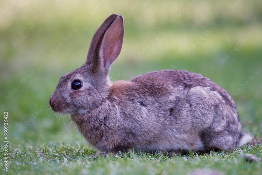 Adorable brown rabbit perched atop a patch of vibrant green grass Adorable brown rabbit perched atop a patch of vibrant green grass