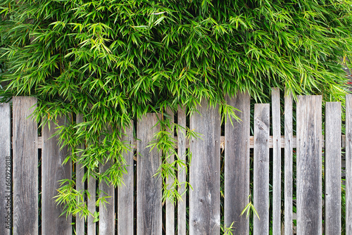 Decorative bamboo in the garden. Decor plants for the garden. Fence covered with green tree leaves. Bamboo