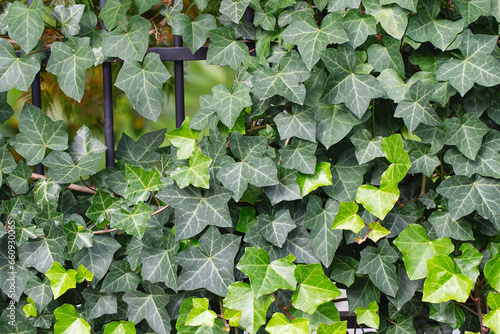Background of lush green ivy leaves. Green ivy leaves with white veins growing on a bush climbing on a wall. Evergreen plant wall. green ivy leaves - climbing or ground-creeping woody plant.