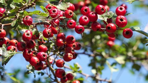  red fruits at the hawthorn in the natue in autumn photo