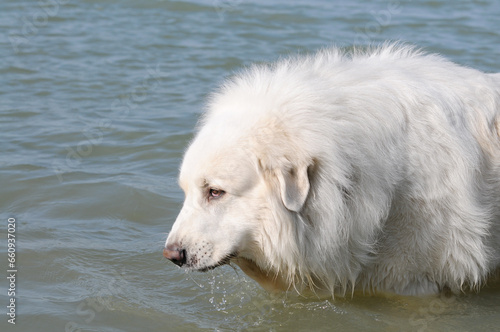 dog great pyrenees in the sea