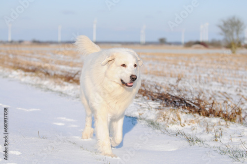 dog great pyrenees running in the snow