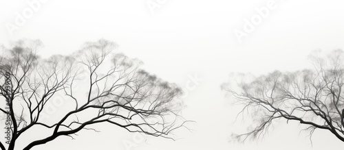 Sparse leaves on silhouette of gum tree canopy With copyspace for text