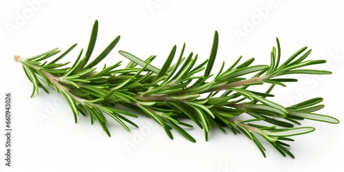 Rosemary. Rosemary isolated on white background. Top view rosemary twig set. Green herbs isolated on white. Flat design.   Generative AI