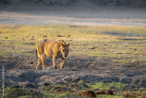African lion © vasilis.moustakas