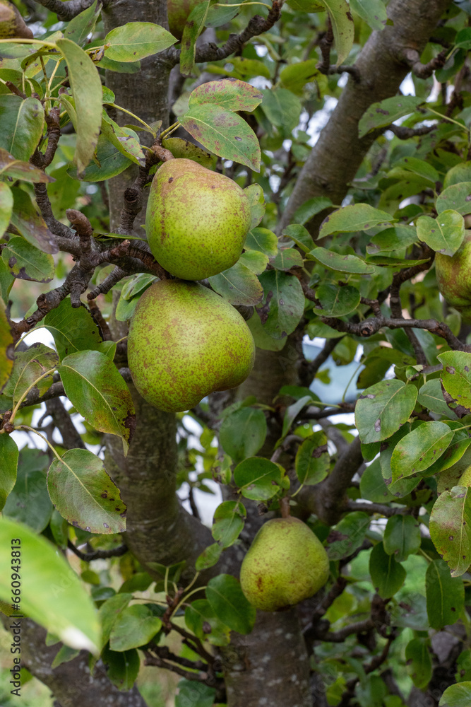 Pears ripening on a tree in a garden.
