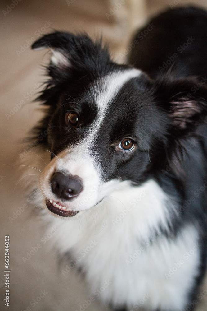 border collie portrait