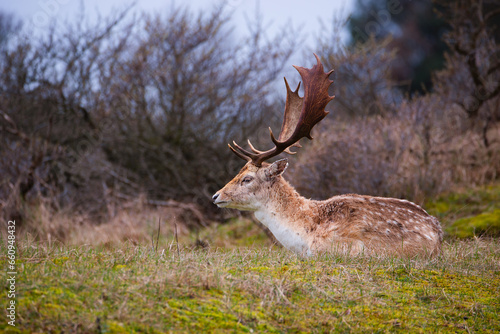 Red deer stag with antlers in spring, forest of Amsterdamse Waterleidingduinen in the Netherlands, wildlife in the woodland 