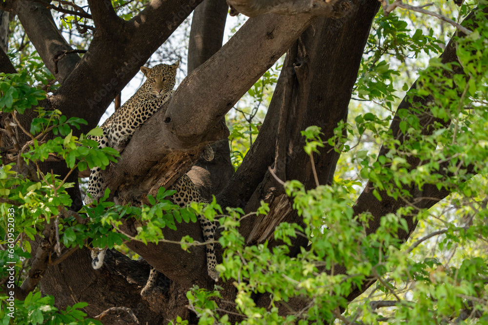Leopards in a tree
Leopards in a tree