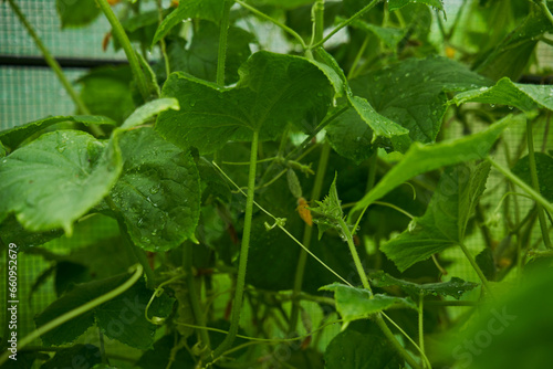 Wallpaper Mural Green cucumbers grown in greenhouse. Farm for growing vegetables. Torontodigital.ca