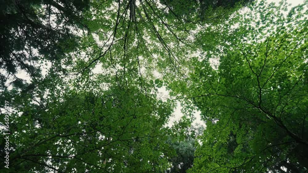 Camera move by and Elevation angle, Twigs and branches green leaves of tree expanding over sky Camera move by and Elevation angle, Twigs and branches green leaves of tree expanding over sky