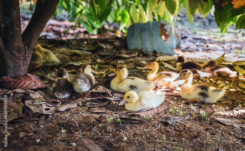 A flock of little ducklings on the farm  cute fluffy ducklings