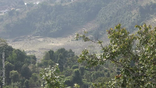 Rice paddie fields in Pokhara, Nepal photo