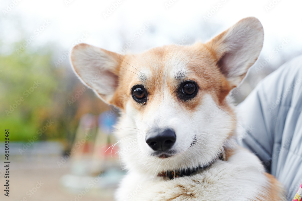 Pembroke Welsh Corgi on a walk. Portrait of a dog in the autumn park Pembroke Welsh Corgi on a walk. Portrait of a dog in the autumn park