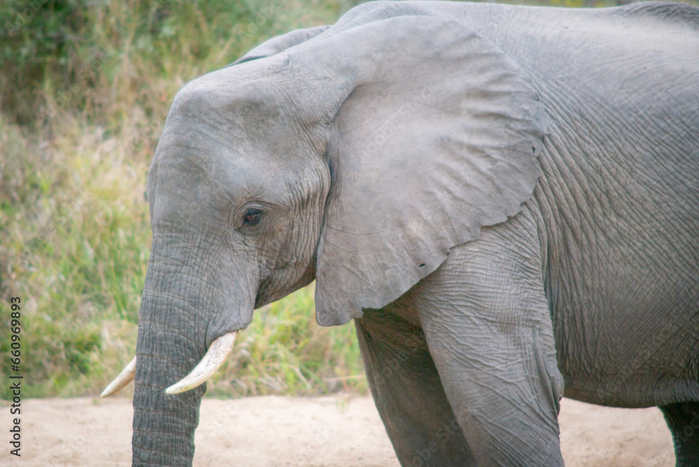 Elephant Elephant