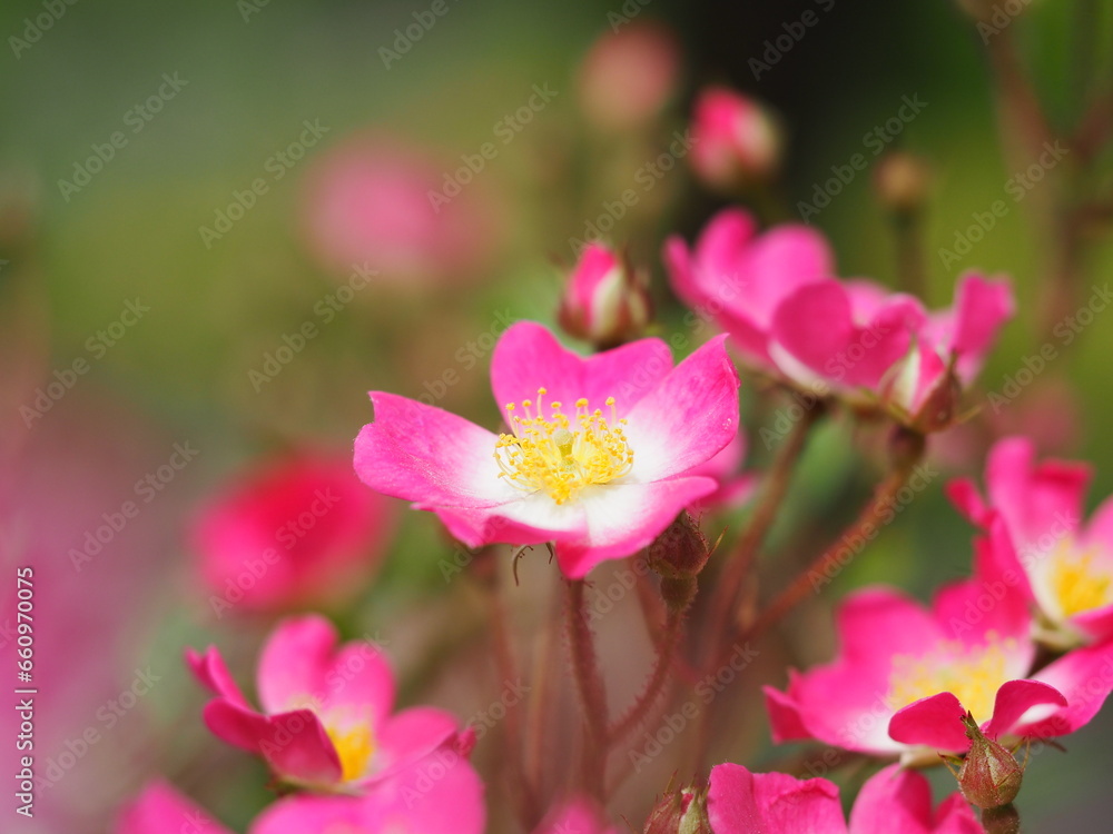つるバラ 安曇野 ピンクの花 つるバラ 安曇野 ピンクの花